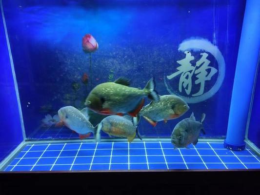 龍口市龍口浩涵水族寵物館（龍口市龍口浩涵水族寵物館電話）