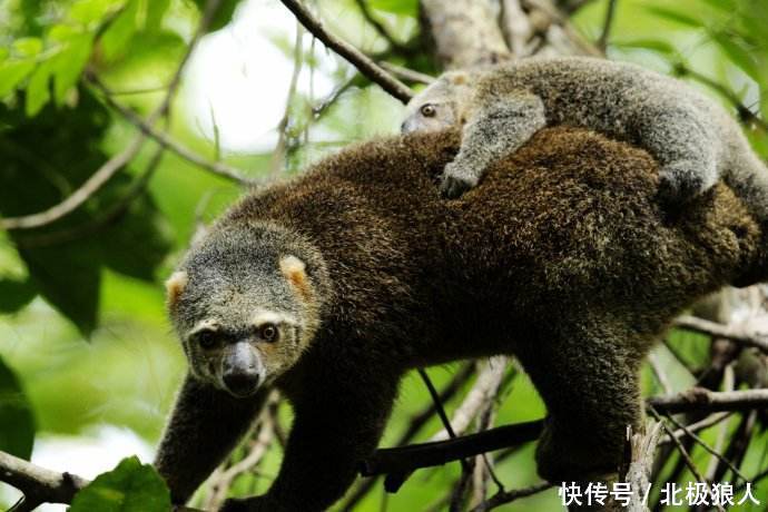 澳大利亚花样繁多的有袋类动物,已经灭绝了的
