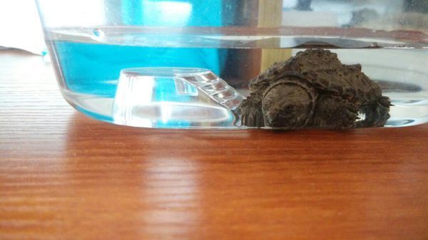新入手小鳄龟苗大约3 _4厘米 三天了不开食 慢