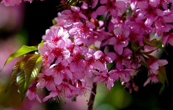 冬樱花