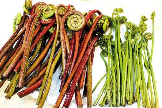 山上的野菜蕨菜 t01692c230633dc4138.jpg?size=550x367