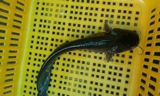 鲶鱼怎么杀才干净_360问答