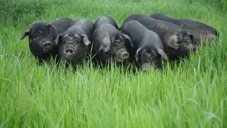 保卫中国土猪:4个地方猪种已确定灭绝