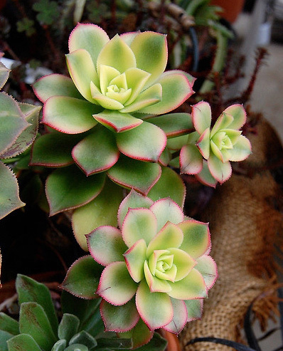 旭日辉肉肉植物怎么养?那位亲知道?求教。_3