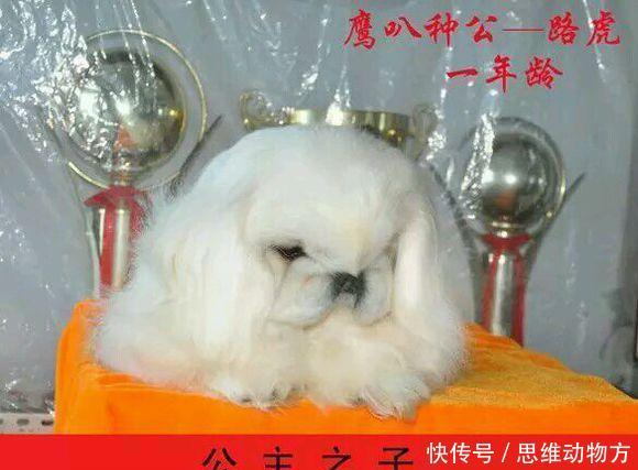 中国最贵本土狗,碾压国外狗,比大熊猫还要珍贵