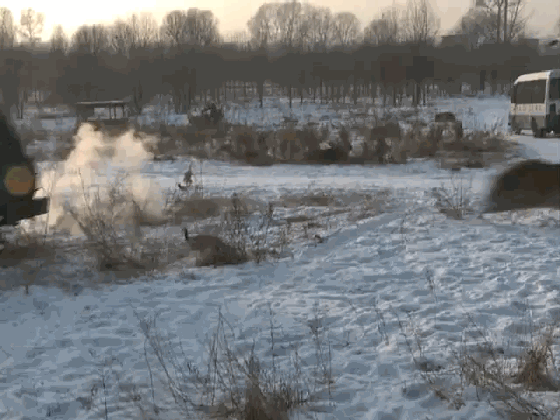 东北虎野化训练 上演雪野围猎 场面震撼