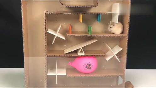 外国手工达人给仓鼠做了一个密室逃生玩具,看看它如何
