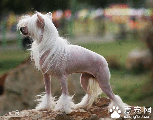 冠毛犬怎么饲养 注意饮食饲养起来并不难_360问答