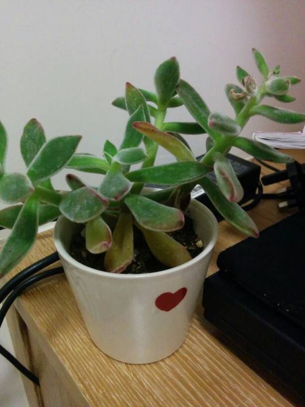 多肉一直掉叶子,多肉先由深绿变淡绿,然后就掉