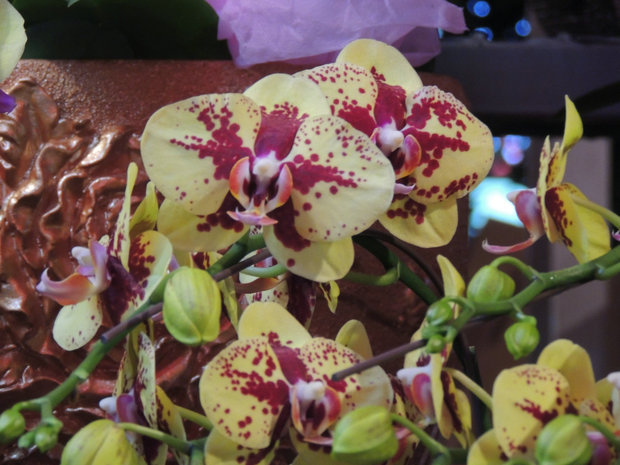 花纹像跳舞的男子,但花的形状像蝴蝶兰,这种花