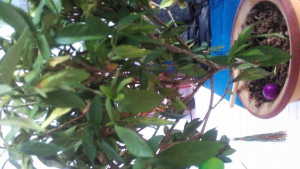 哪位帮我看看,栀子花就这么枯叶,全是绿色,却已