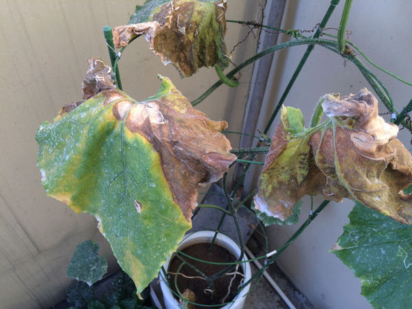 这个冬瓜叶子生病了吗?_360问答