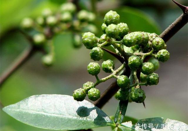 花椒树栽培技术|青花椒实用栽培技术之整形修