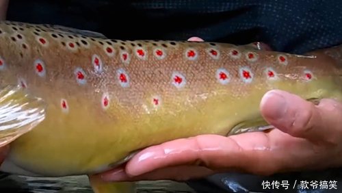 石缝下钓鱼,好水有好鱼,鱼身上的红点像梅花一