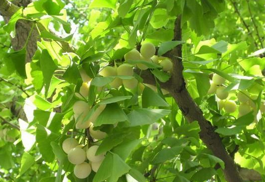 树木赔偿标准价格表