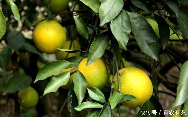 中国柑橘研究所推出 5个 柑橘新品种,你了解
