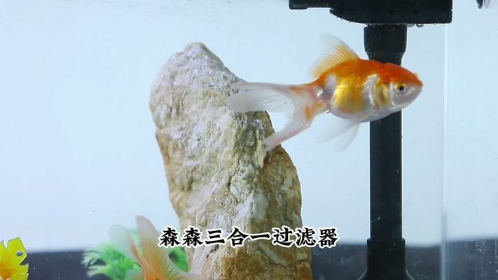 祥龍魚場（祥龍魚場官方網(wǎng)站） 祥龍魚場