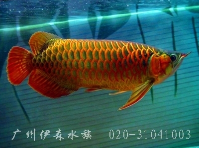 銀龍魚身上黑斑圖片大全（銀龍魚身上黑斑圖片大全大圖）