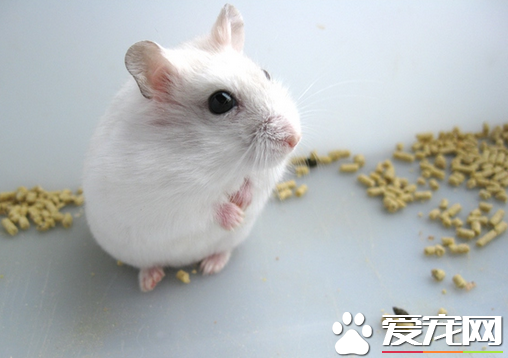 养仓鼠需要什么用品 养仓鼠需要的8类用品_360问答
