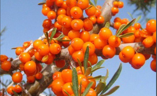 沙刺发源地是哪里_360问答