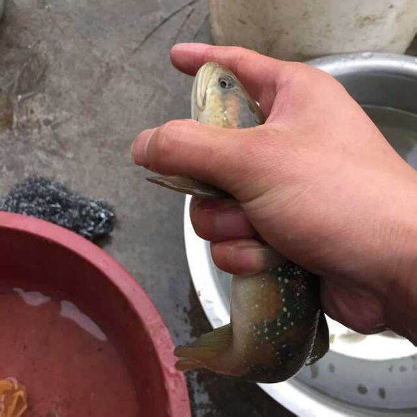 家里常说的火斗鱼是什么鱼_360问答