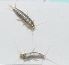 床上的虫子咬人,是什么虫子?怎么治它?求。。。。家里孩子被咬,急。。。。。。。_360问答