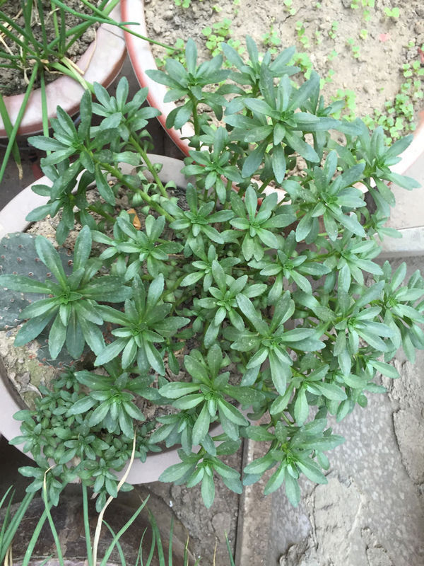 这是什么植物?别人给的,生命力比较顽强,分枝都可以插活,据说是蚊子草,蚊子咬了弄一片叶子涂抹可以止_360问答