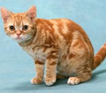 猫吃什么能变胖 先了解猫的饲养常识_360问答