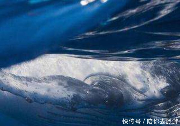 海底9万米有多恐怖 极限海底一万米吓疯潜水员