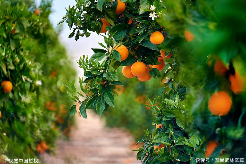秋冬季节的柑橘树怎么施还阳肥料,按照这些去