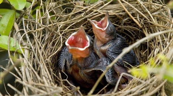 为什么抓到的麻雀,永远都养不活?看完感觉好心