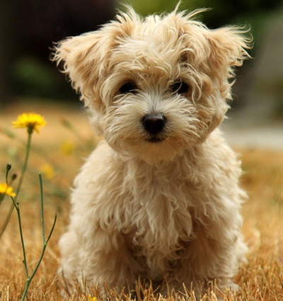 上海买狗哪里好 到正规宠物店购买_360问答