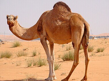 骆驼为什么被称作沙漠之舟? 为什么它会获此
