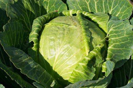 每天吃半颗它,清除血管垃圾,还抗癌健骨防感冒,医生都抢着吃!