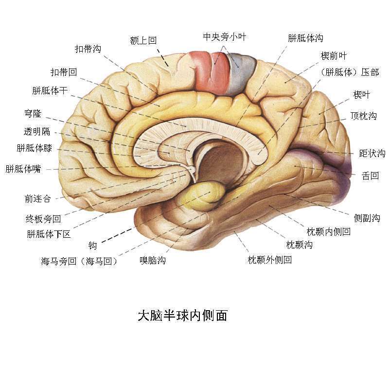 大脑结构