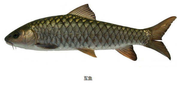 如何路亚军鱼_360问答