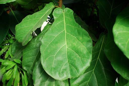 "琴叶榕"的叶子像葫芦.又名:琴叶橡皮树,桑科,榕属植物.图片