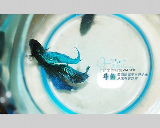 斗鱼翅膀|美丽的斗鱼,zzcl知足常乐