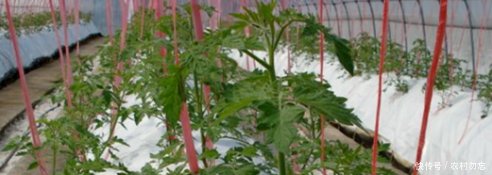 科技农业农村创业,种植黑番茄,可以赚大钱,你心