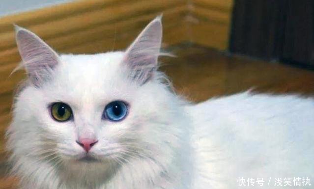 中华田园猫不是我吹,什么品种猫都根本就不是