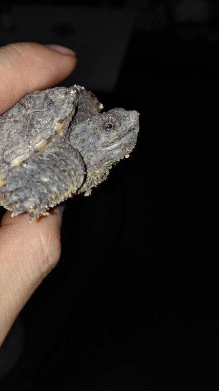 刚买几天的小鳄龟。发现眼睛好像流脓不下水。