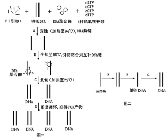 DNA(或目的基因)的两种方式.图一示经PCR技