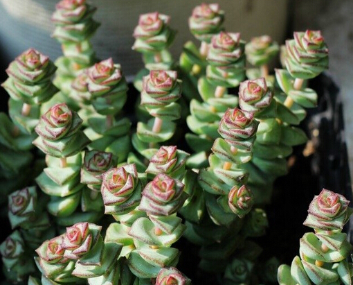 钱串子花叶子变黄怎么办_360问答