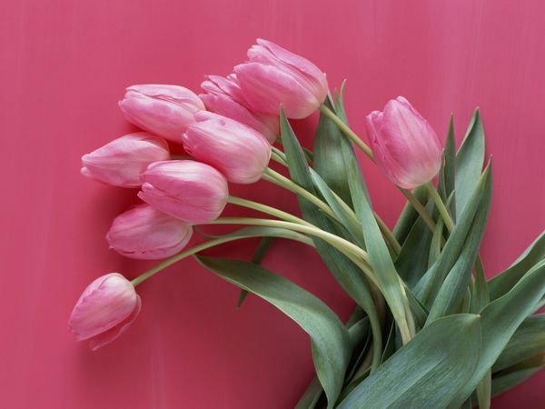 哈萨克斯坦的国花是什么_360问答