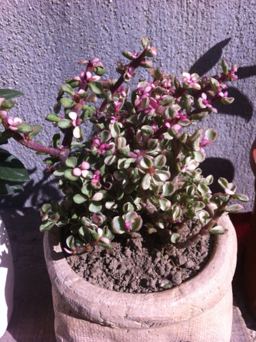 浪琴表日期调过头了怎么办_360问答