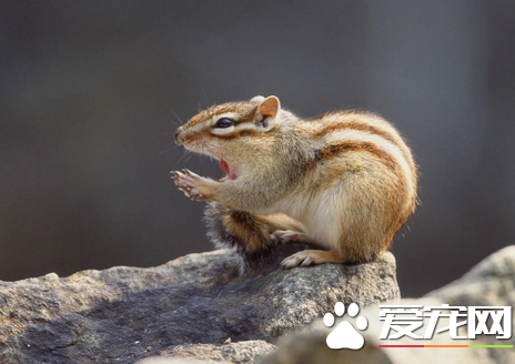 松鼠的尾巴有什么作用 松鼠的尾巴具有5大作用