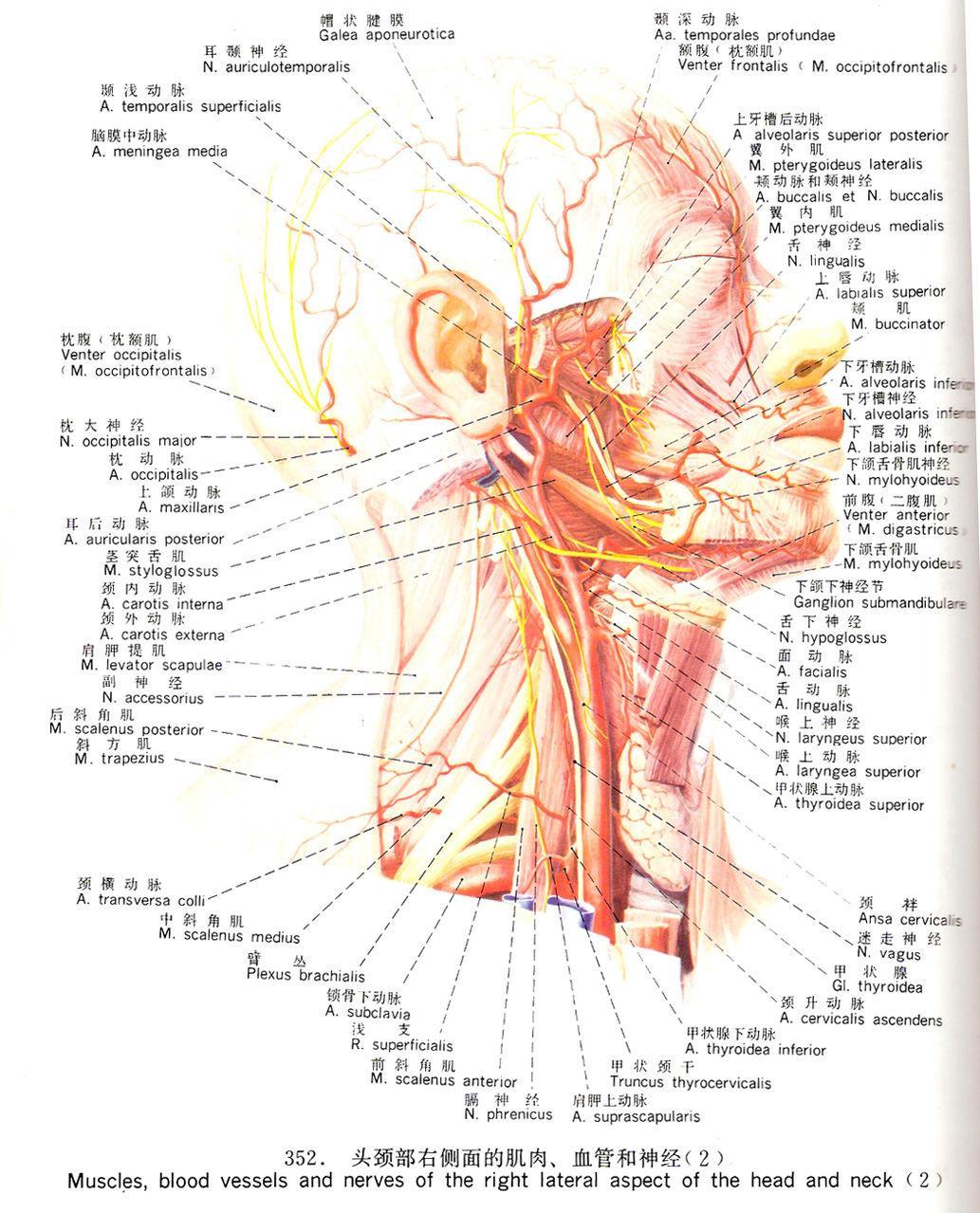甲炳 馆藏分类 面神经由支配面部表现肌的运动纤维和中间神经两