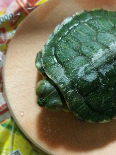 我的小巴西龟之前一直揉眼睛,我也没太在意,今