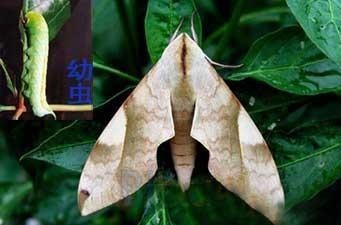 大豆虫能破茧成蝶吗?_360问答