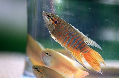 客家话叫田螺气插或者火烧鲤学名叫 pan ru